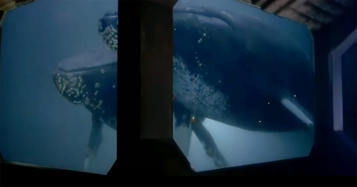 Whales viewed through starship windows in Star Trek IV The Voyage Home, symbolizing the blend of technology and environmental stewardship.