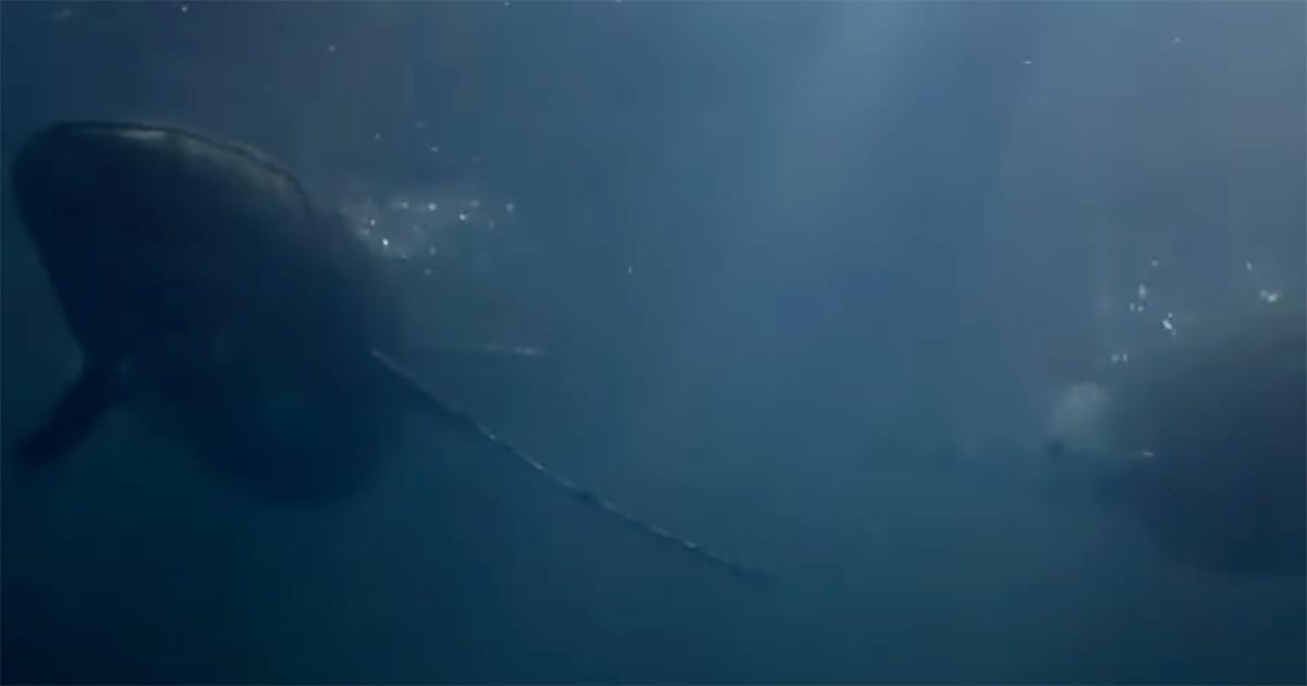 Two humpback whales swimming side by side in Star Trek IV The Voyage Home, reflecting the film’s environmental and preservation themes.