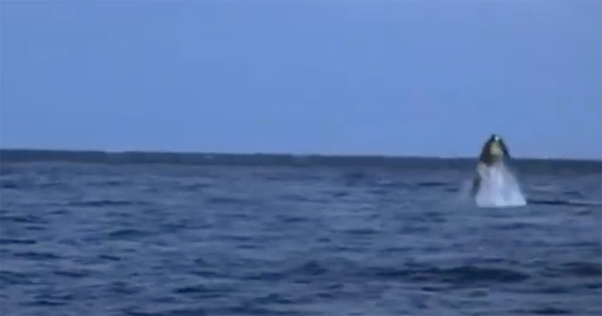 A whale breaching the ocean in Star Trek IV The Voyage Home, symbolizing nature’s resilience and the film’s environmental message.
