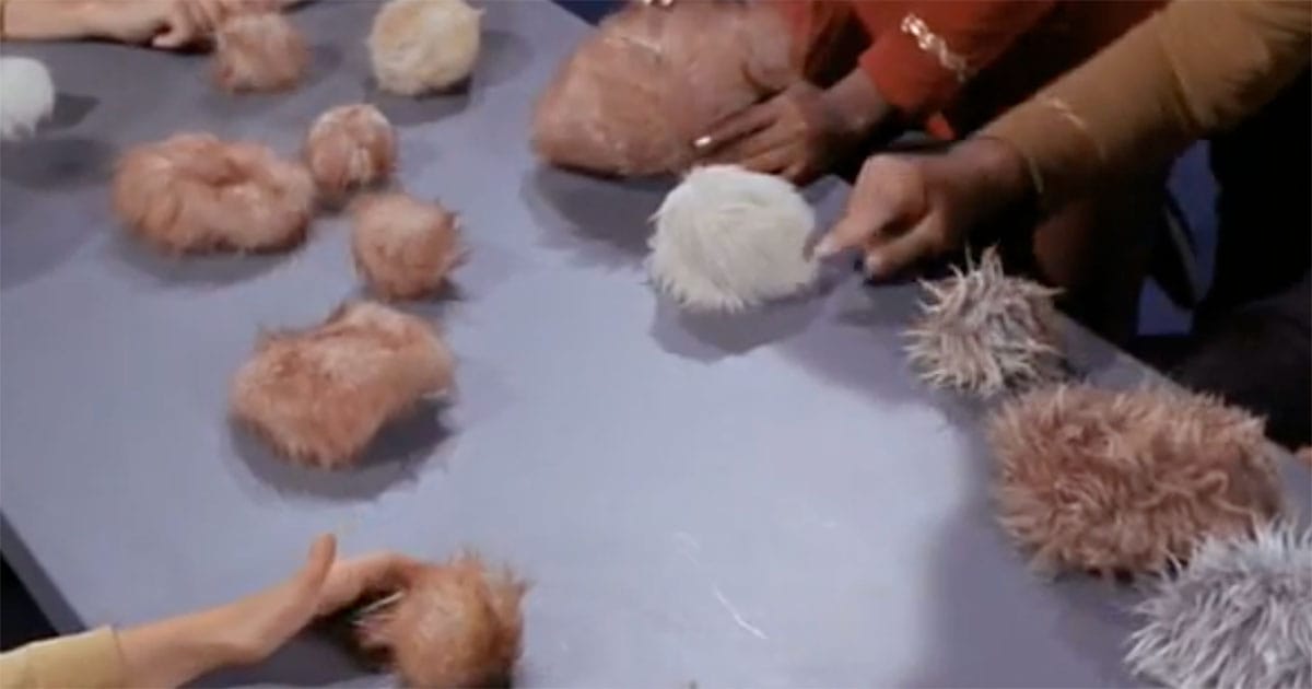 Close-up view of various tribbles on a table aboard the Enterprise in “The Trouble with Tribbles” episode of Star Trek.
