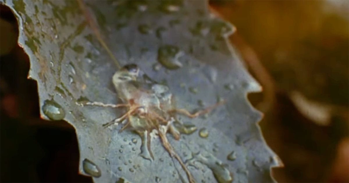 Close-up of an alien spore on a leaf in the 1978 movie Invasion of the Body Snatchers, symbolizing the start of human duplication.
